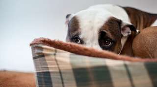 Blog PetShop