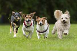 Blog PetShop
