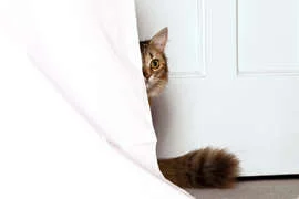 Blog PetShop