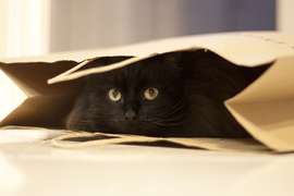 Blog PetShop